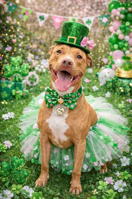 Pookie, adoptable, Adult Female American Bully.