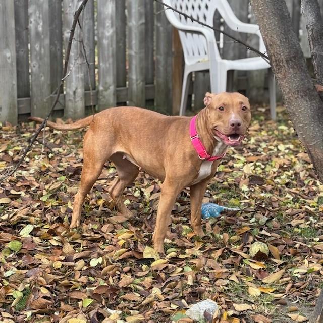 Enlarge Pookie, an adoptable American Bully in Mississauga, ON image 6/6