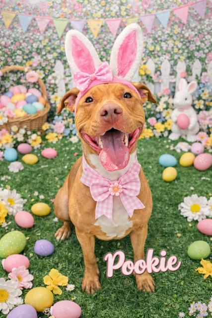 Pookie, adoptable, Adult Female American Bully.