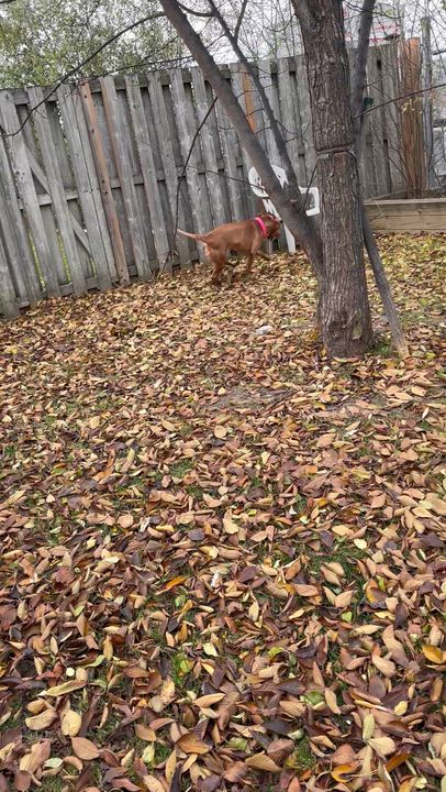 Enlarge Pookie, an adoptable American Bully in Mississauga, ON video 4/6