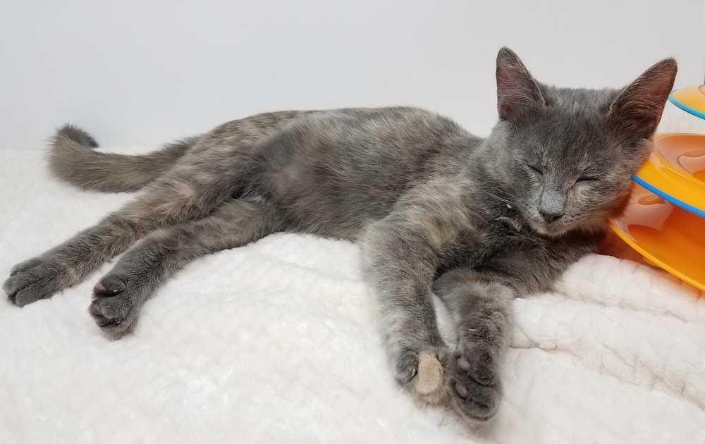 Enlarge Ophelia, a Adopted Domestic Short Hair in Raleigh, NC image 1/4