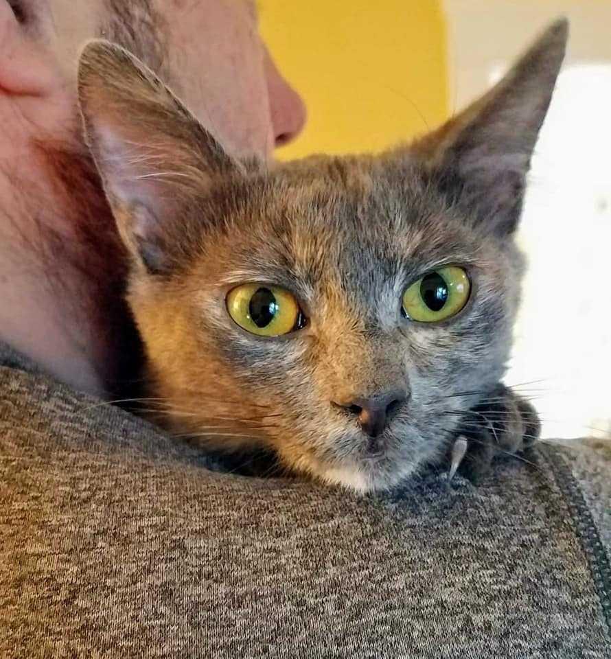 Enlarge Ophelia, a Adopted Domestic Short Hair in Raleigh, NC image 2/4