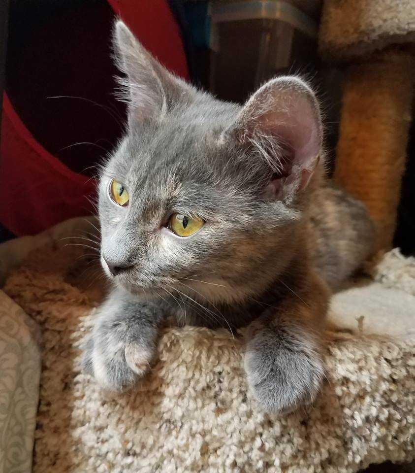 Enlarge Ophelia, a Adopted Domestic Short Hair in Raleigh, NC image 3/4