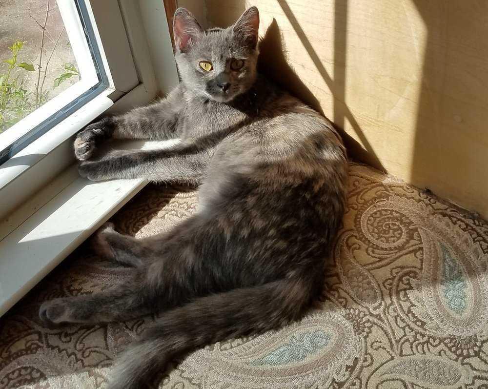 Enlarge Ophelia, a Adopted Domestic Short Hair in Raleigh, NC image 4/4