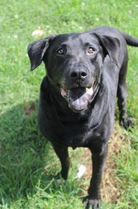 Enlarge Bubba Jo, a ADOPTABLE mixed breed in Martinsville, VA image 1/1