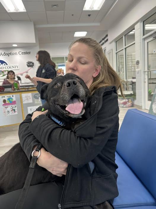 Grotto, ADOPTABLE, Adult Male Pit Bull Terrier.
