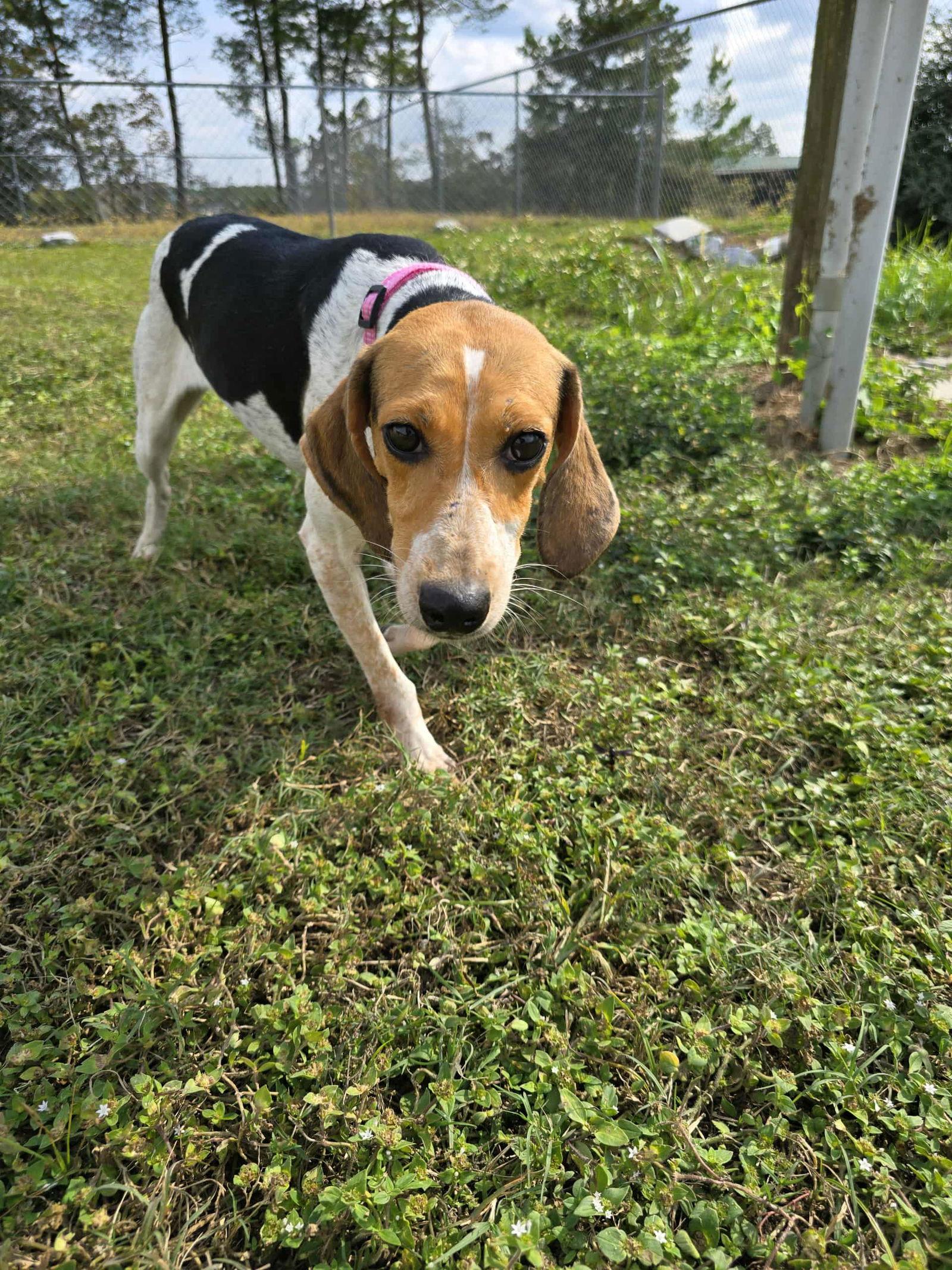 Bitsy, a Adoptable Beagle in Tampa, FL image 1/2
