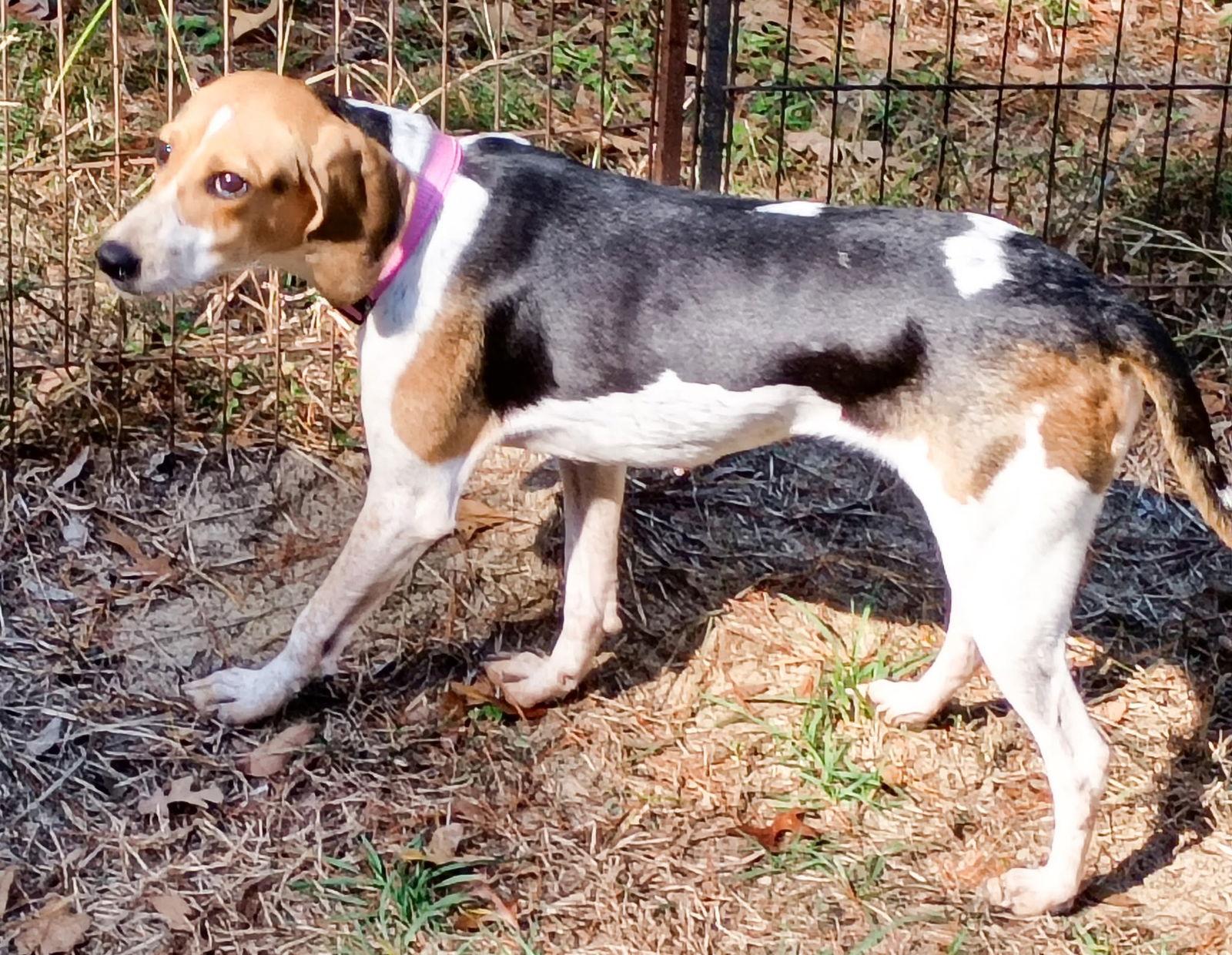 Bitsy, a Adoptable Beagle in Tampa, FL image 2/2