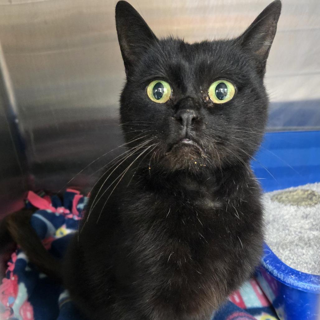 Toothless, Adoptable, Adult Male Domestic Short Hair.