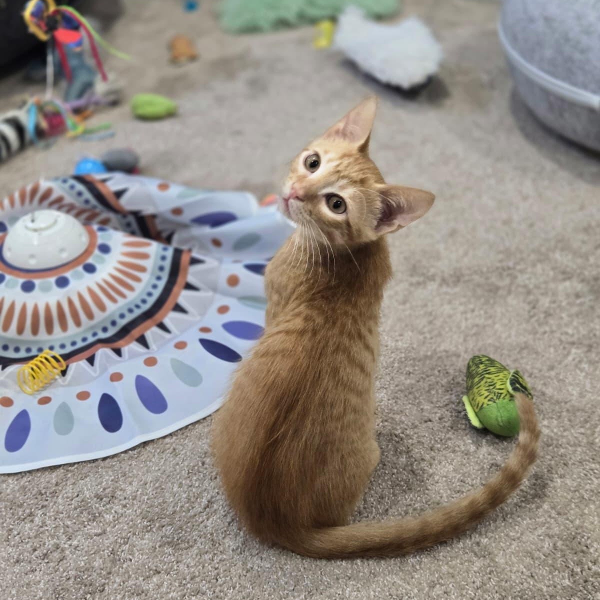 Enlarge Junny, a Adopted Domestic Short Hair in Boca Raton, FL image 3/4