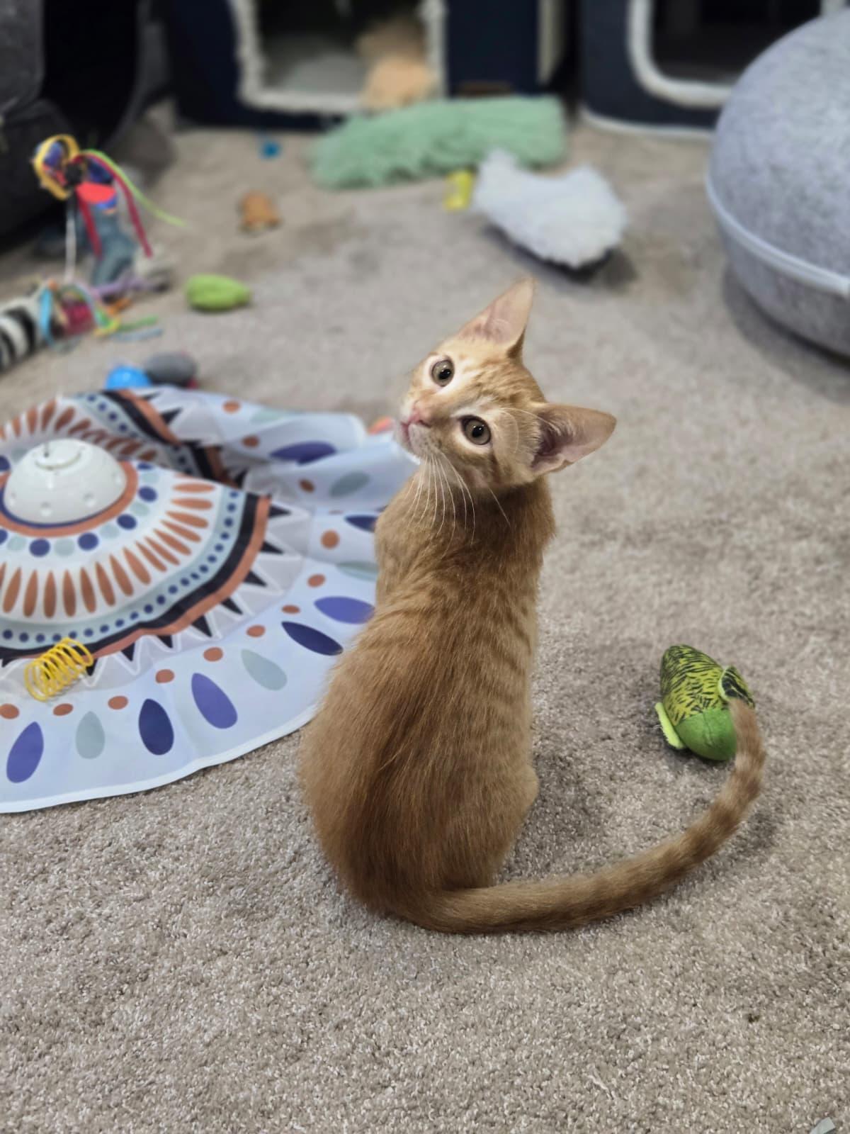 Enlarge Junny, a ADOPTABLE Domestic Short Hair in Boca Raton, FL image 2/2