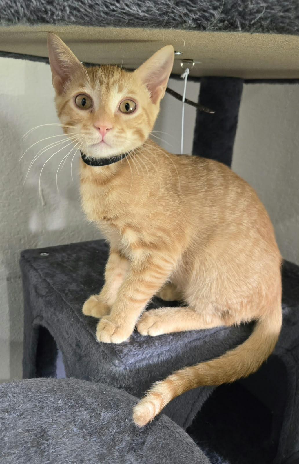 Junny, ADOPTABLE, Kitten Male Domestic Short Hair.