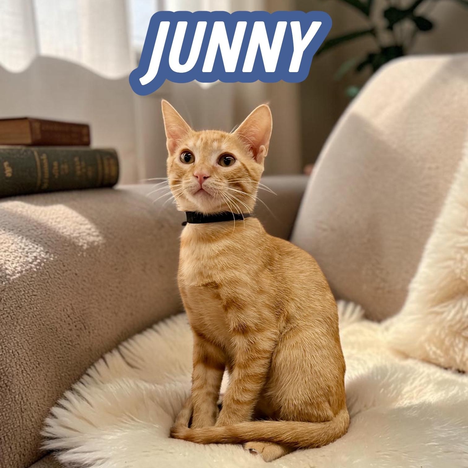 Junny, Adopted, Kitten Male Domestic Short Hair.