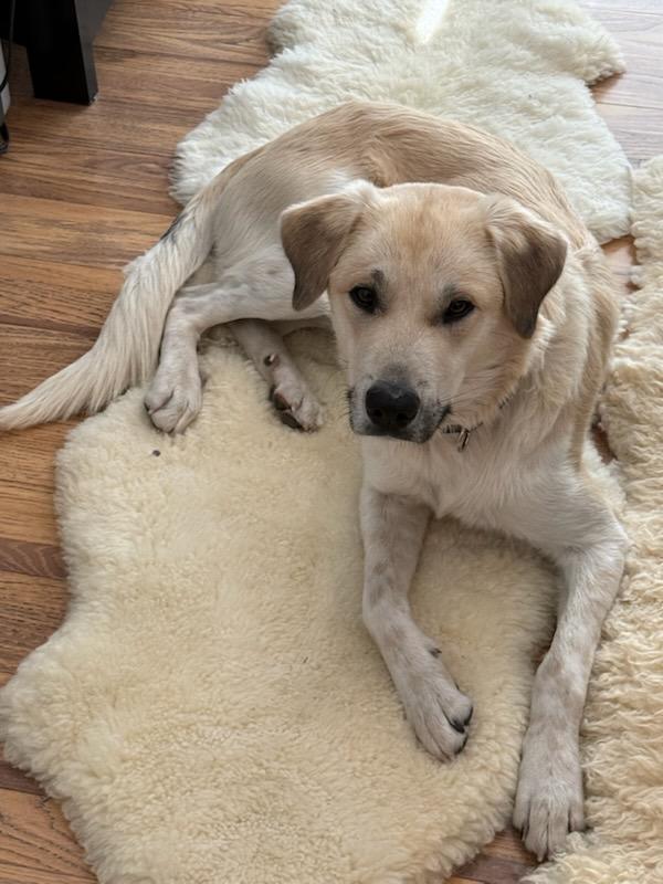 Nathaniel, Adopted, Young Male Labrador Retriever & Shepherd.