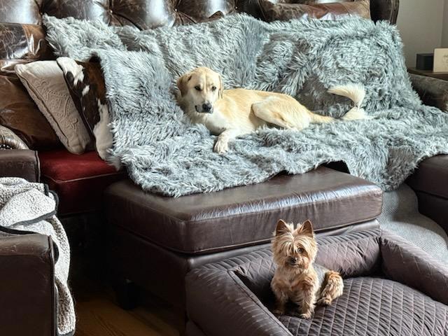 Enlarge Nathaniel, a Adopted mixed breed in Columbus, IN image 2/3