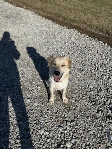 Enlarge Nathaniel, a Adopted mixed breed in Columbus, IN image 3/3