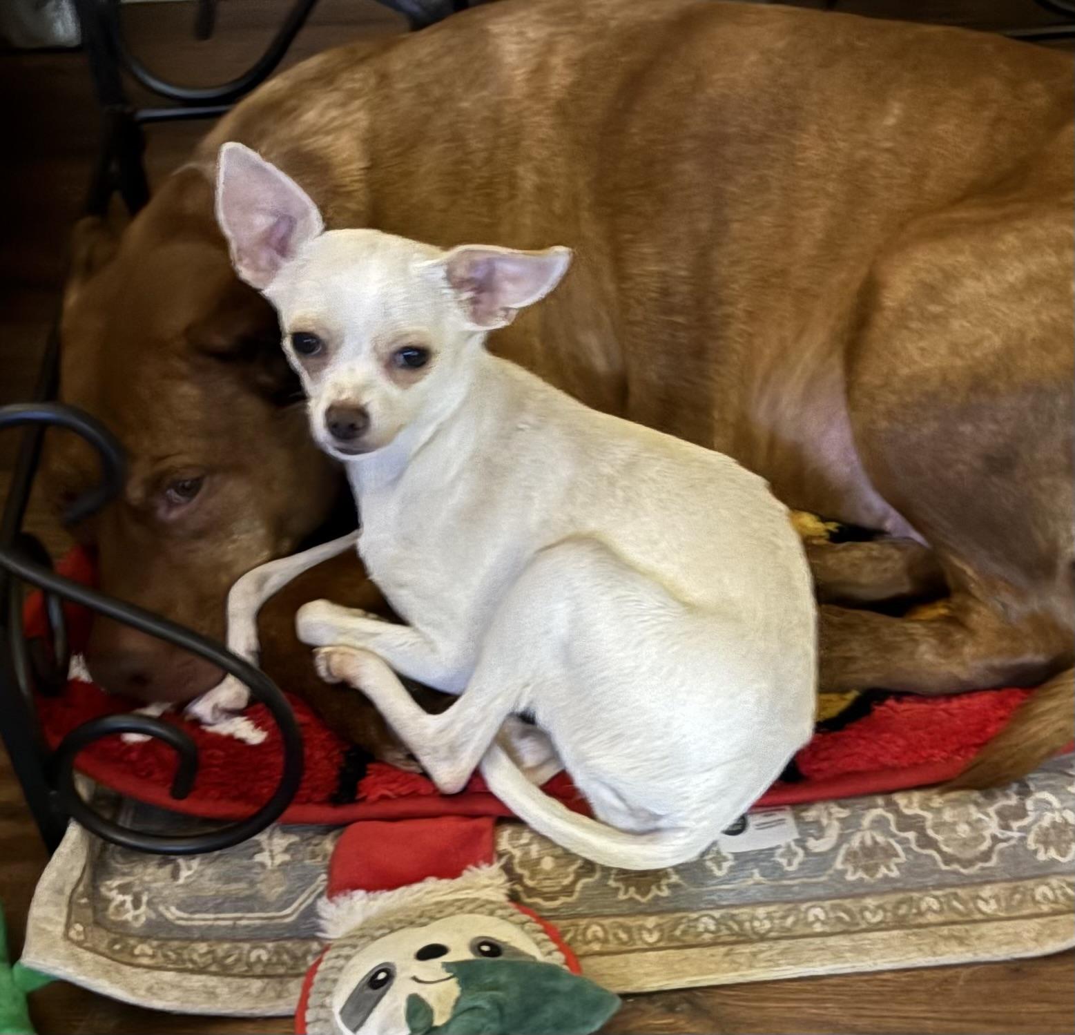 Enlarge Molly, a ADOPTABLE Chihuahua in Charlotte, NC image 3/3