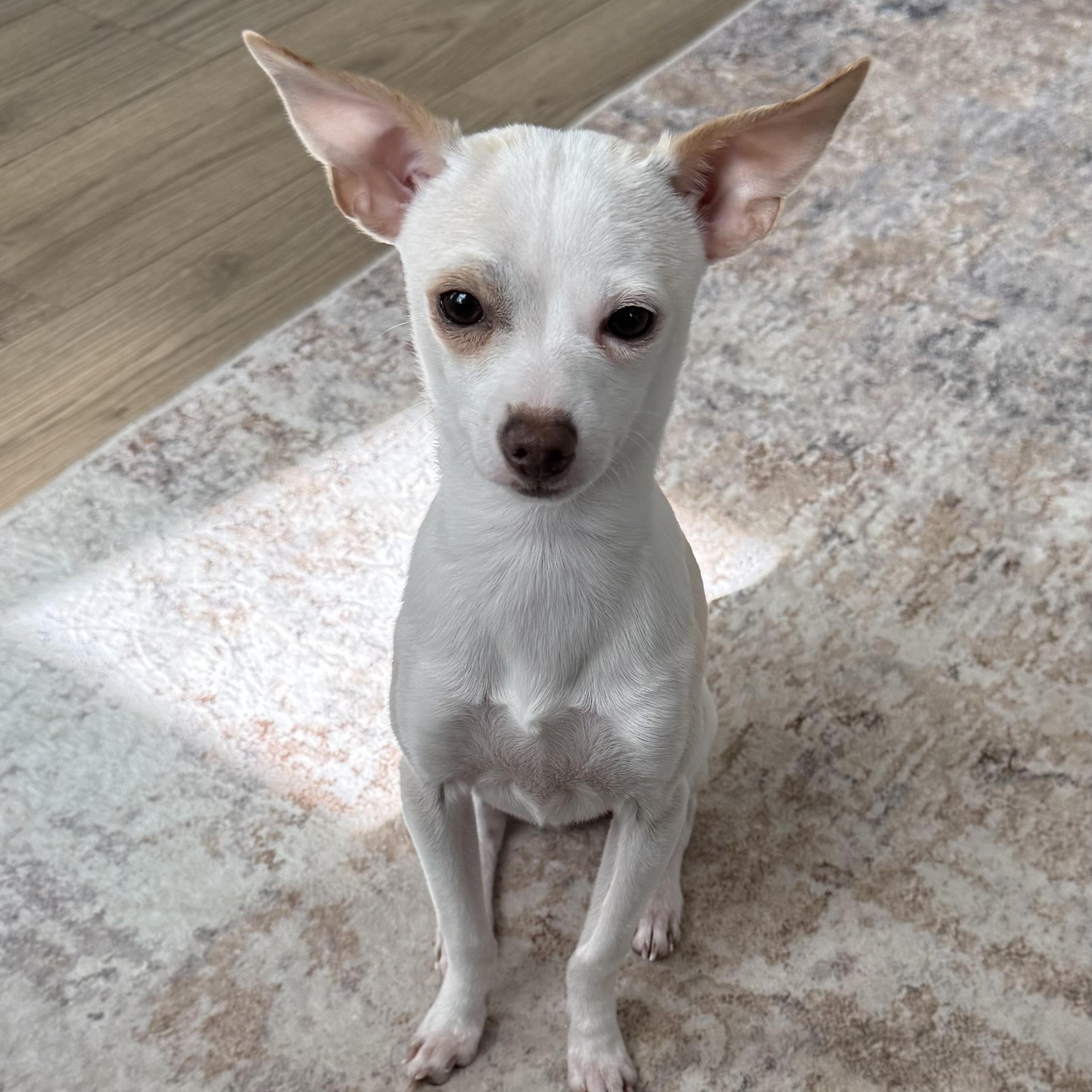 Enlarge Molly, a ADOPTABLE Chihuahua in Charlotte, NC image 2/3