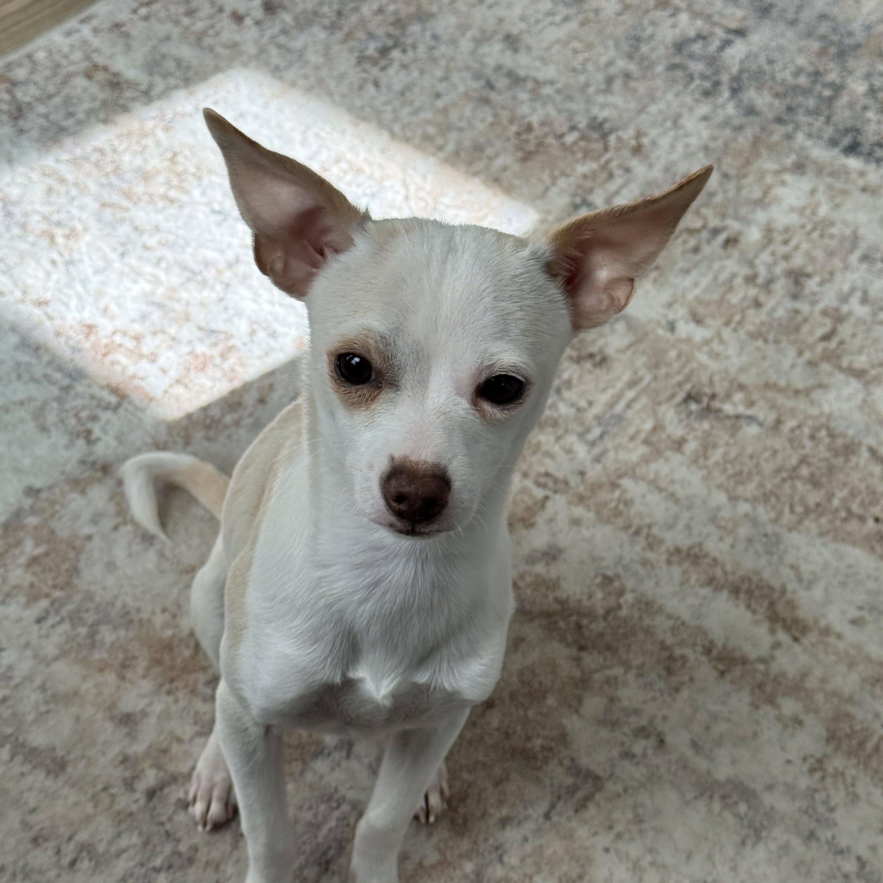 Enlarge Molly, a ADOPTABLE Chihuahua in Charlotte, NC image 1/3