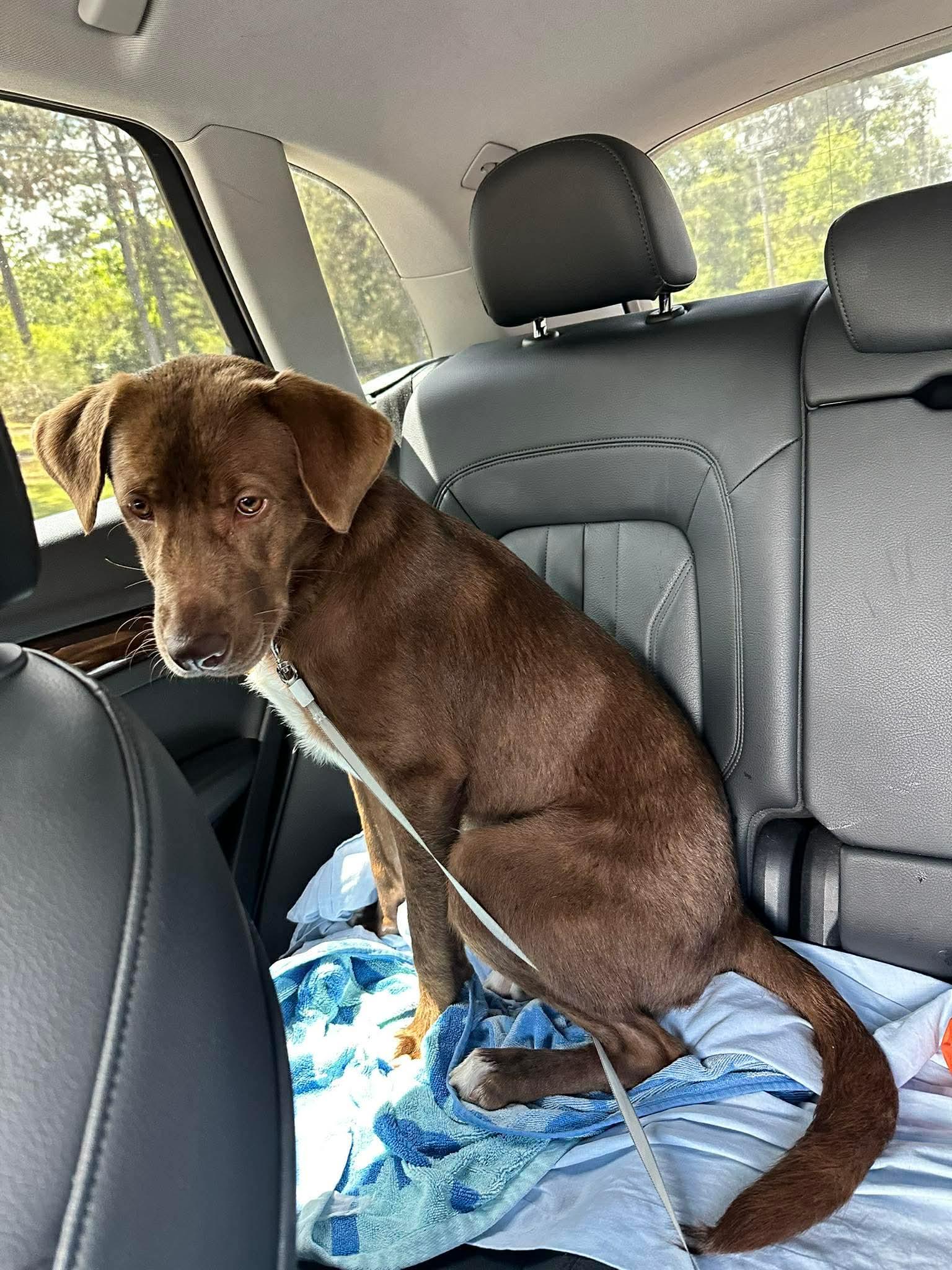 Enlarge Bowser, an adopted Chocolate Labrador Retriever in Willington, CT image 4/6