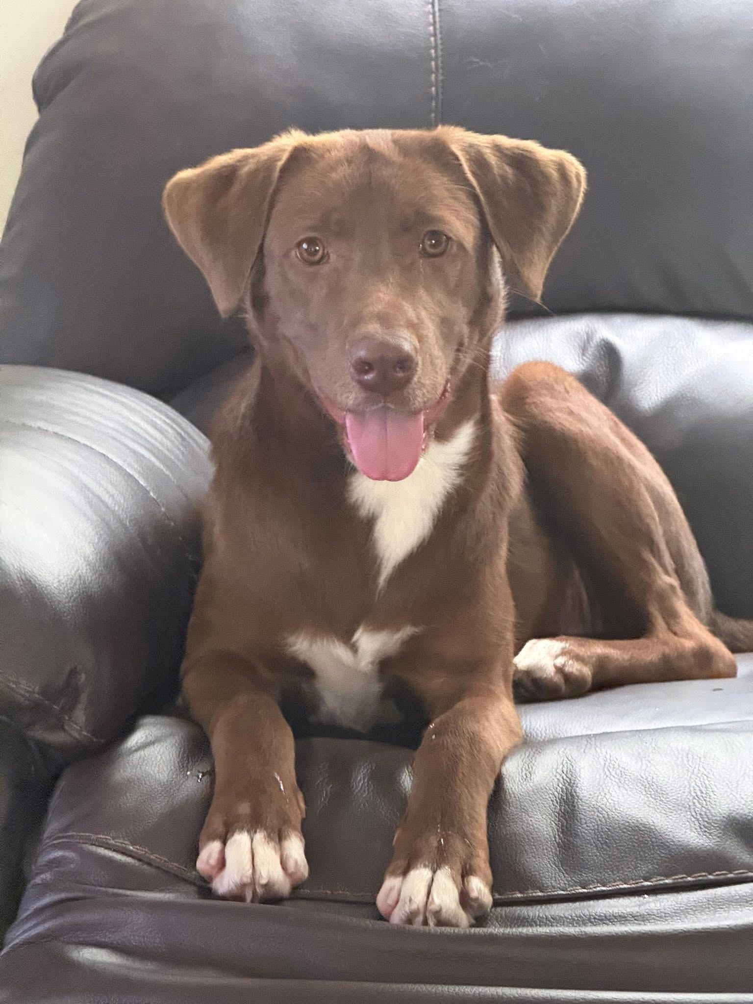 Enlarge Bowser, an adopted Chocolate Labrador Retriever in Willington, CT image 3/6