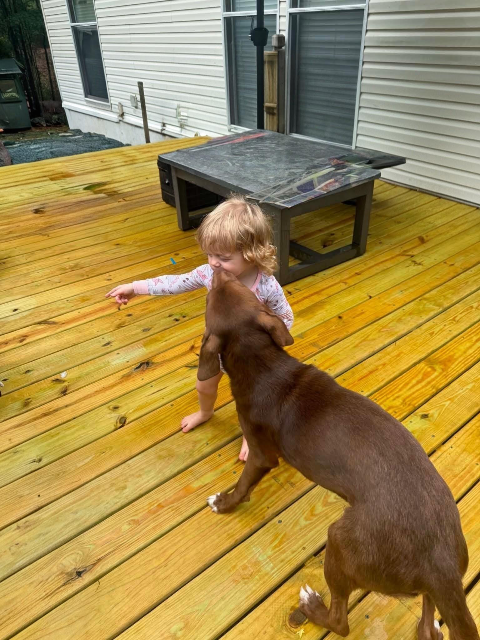 Enlarge Bowser, an adopted Chocolate Labrador Retriever in Willington, CT image 5/6