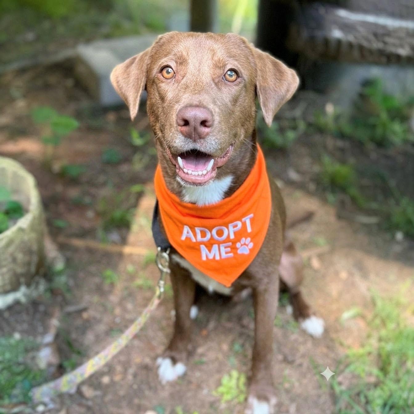 Enlarge Bowser, an adopted Chocolate Labrador Retriever in Willington, CT image 2/6