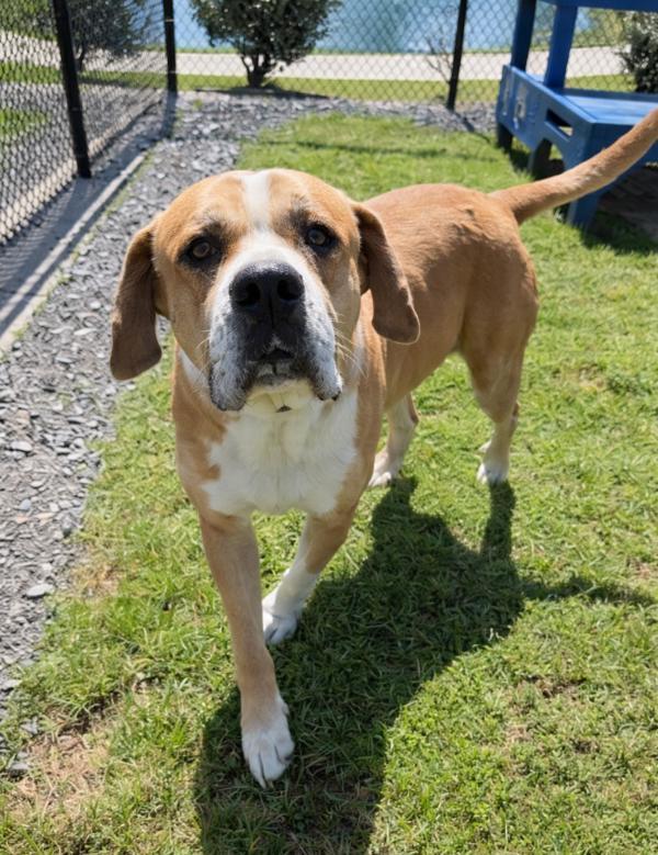 Tank, Adoptable, Adult Male Bullmastiff.