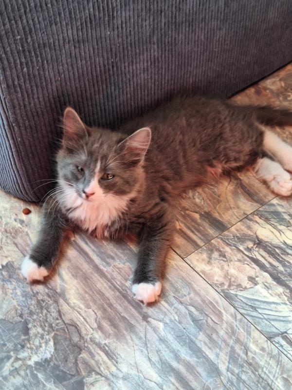 Soulful, an adoptable Domestic Medium Hair in Union Gap, WA, 98903 | Photo Image 1