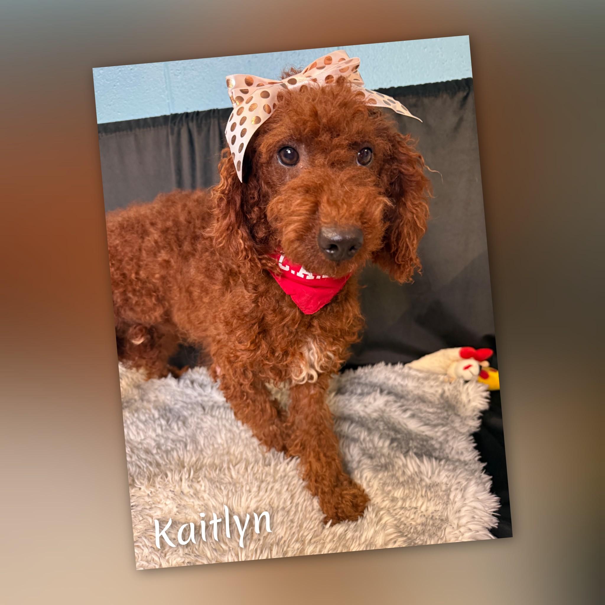 Enlarge Kaitlyn, a Adopted Goldendoodle in Fredericksburg, VA image 4/6