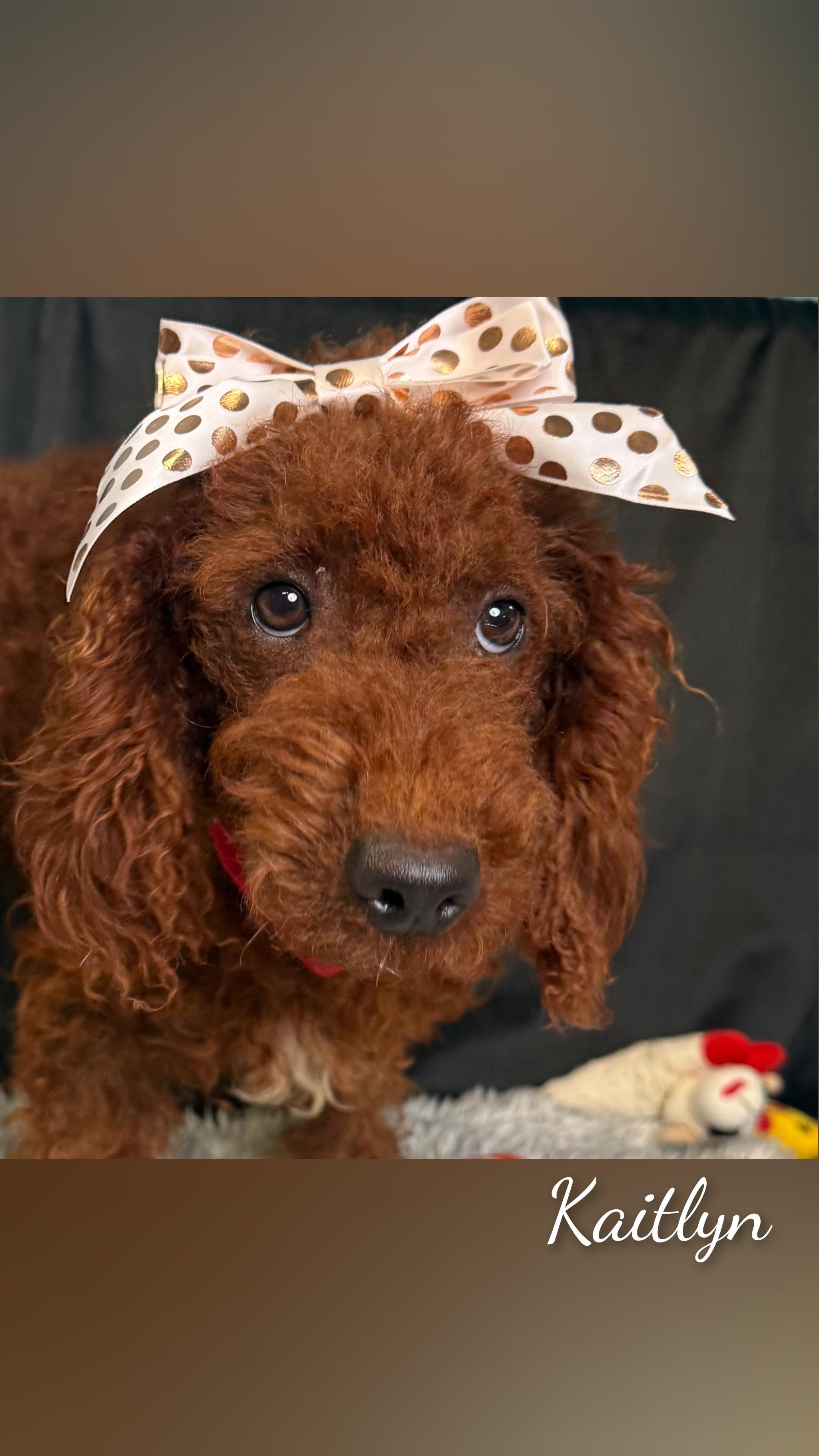 Enlarge Kaitlyn, a Adopted Goldendoodle in Fredericksburg, VA image 3/6