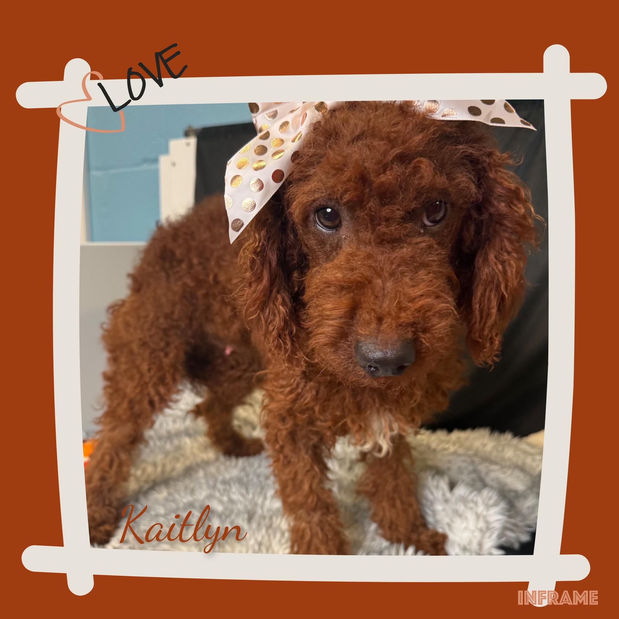 Enlarge Kaitlyn, a Adopted Goldendoodle in Fredericksburg, VA image 5/6