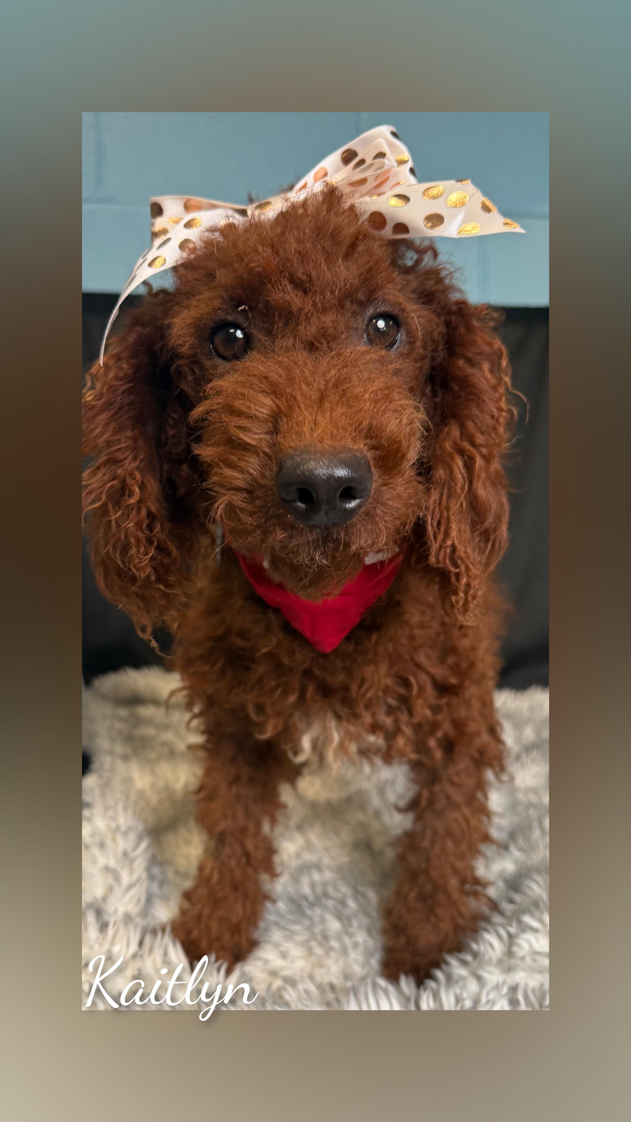 Enlarge Kaitlyn, a Adopted Goldendoodle in Fredericksburg, VA image 6/6