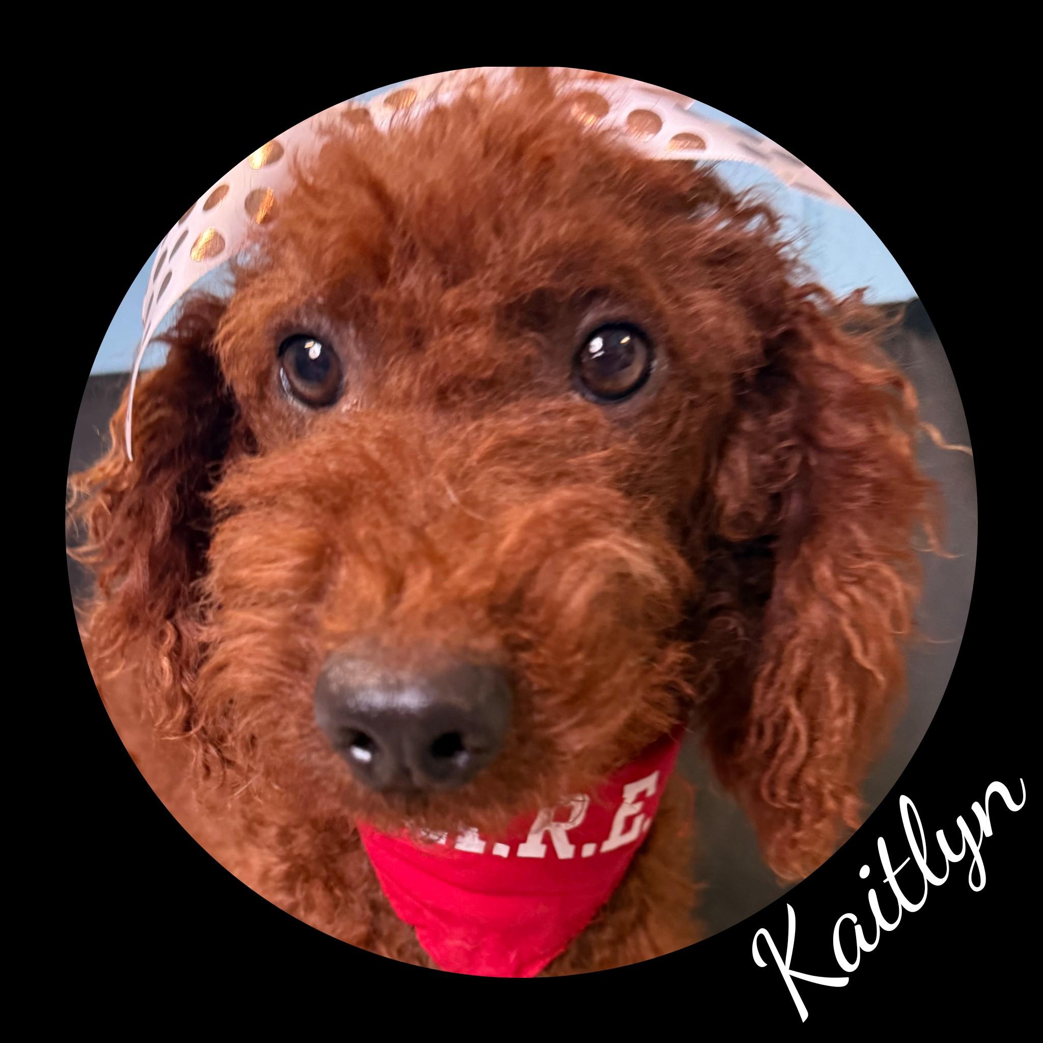 Kaitlyn, adoptable, Young Female Goldendoodle.