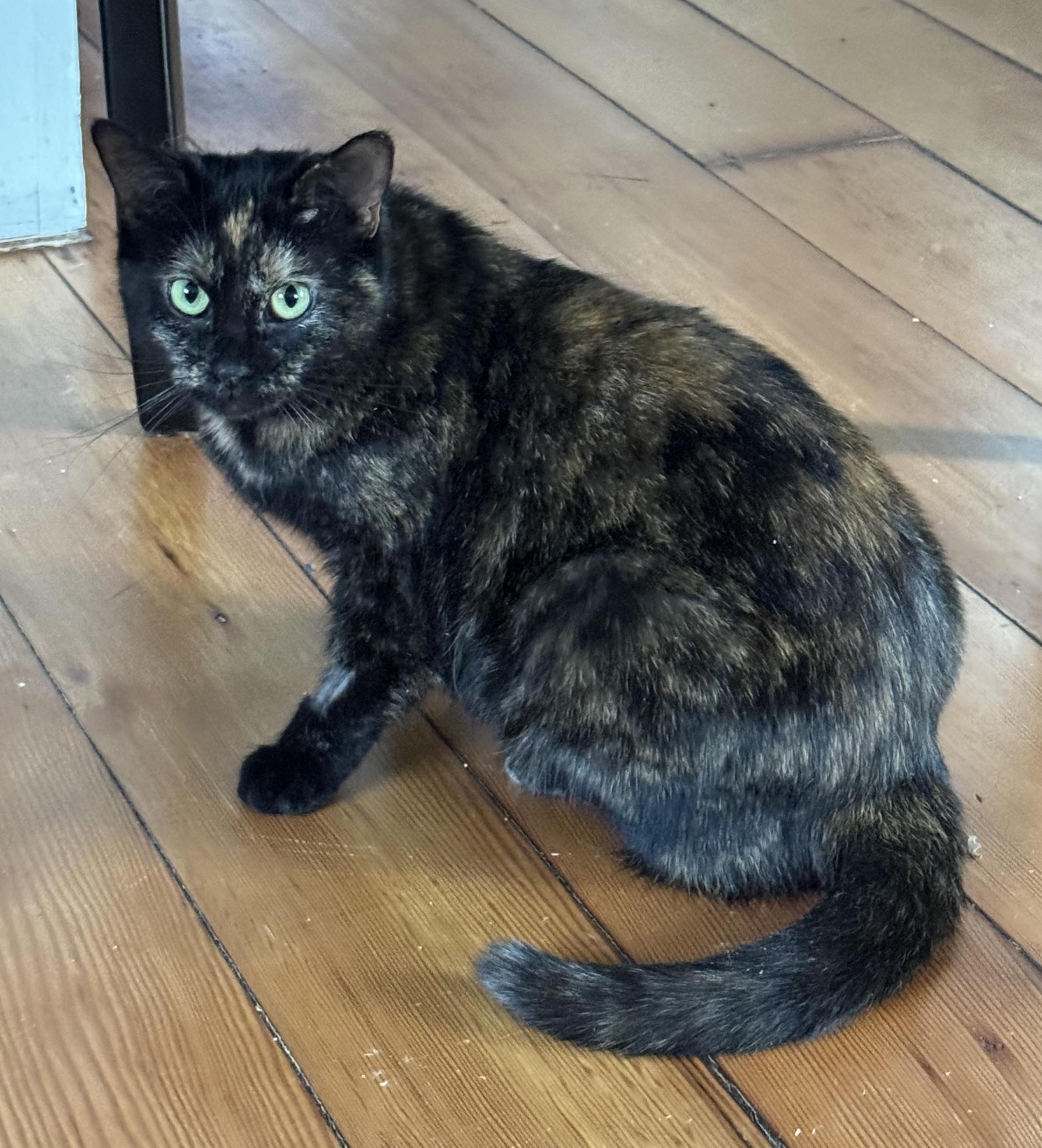 Priscilla, Adoptable, Adult Female Domestic Short Hair.