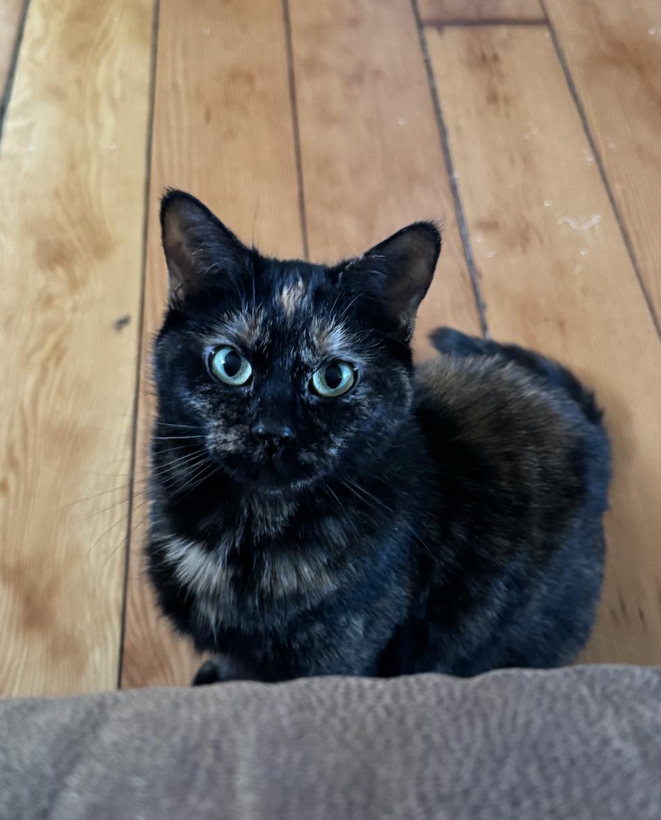 Enlarge Priscilla, a Adoptable Domestic Short Hair in Troy, MI image 1/6