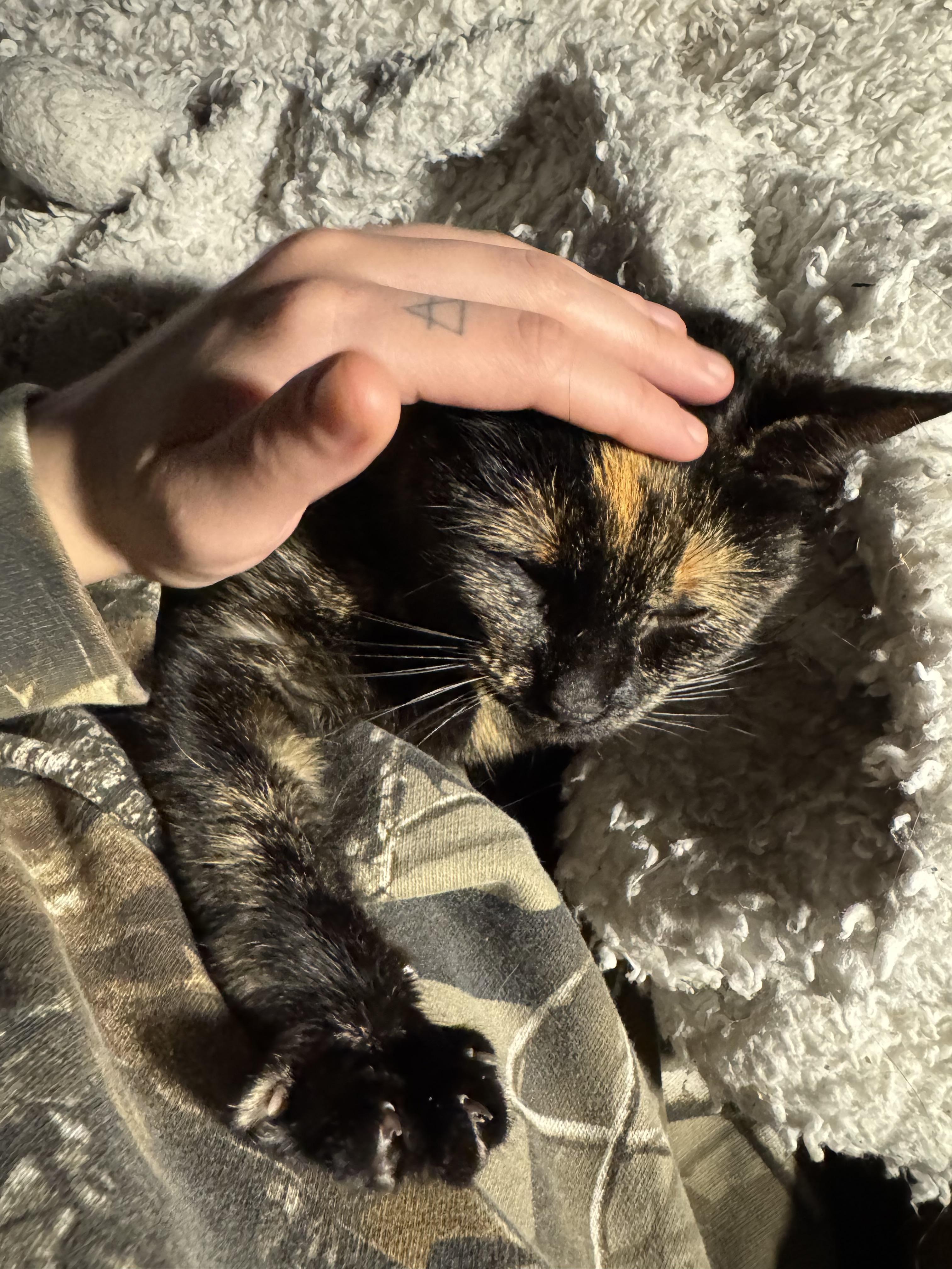 Enlarge Priscilla, a Adoptable Domestic Short Hair in Ann Arbor, MI image 3/5