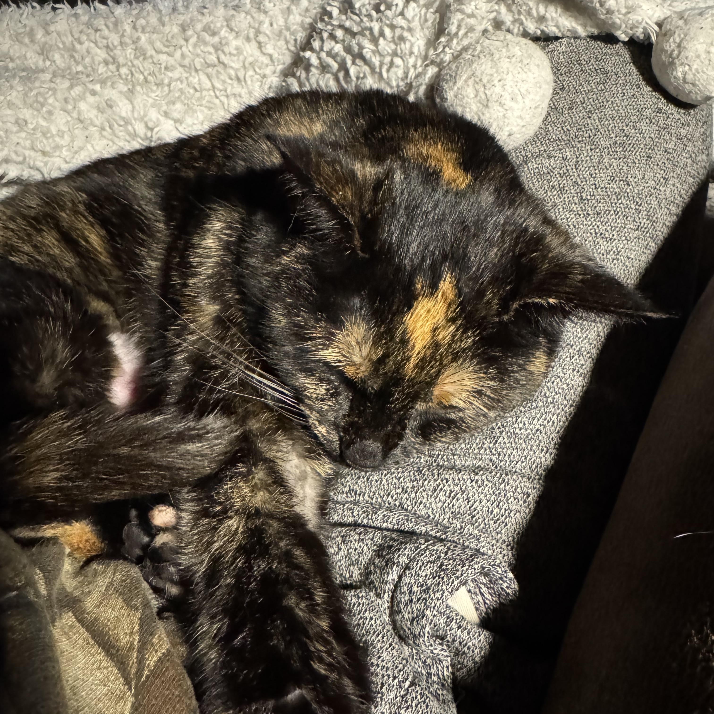 Enlarge Priscilla, a Adoptable Domestic Short Hair in Ann Arbor, MI image 5/5