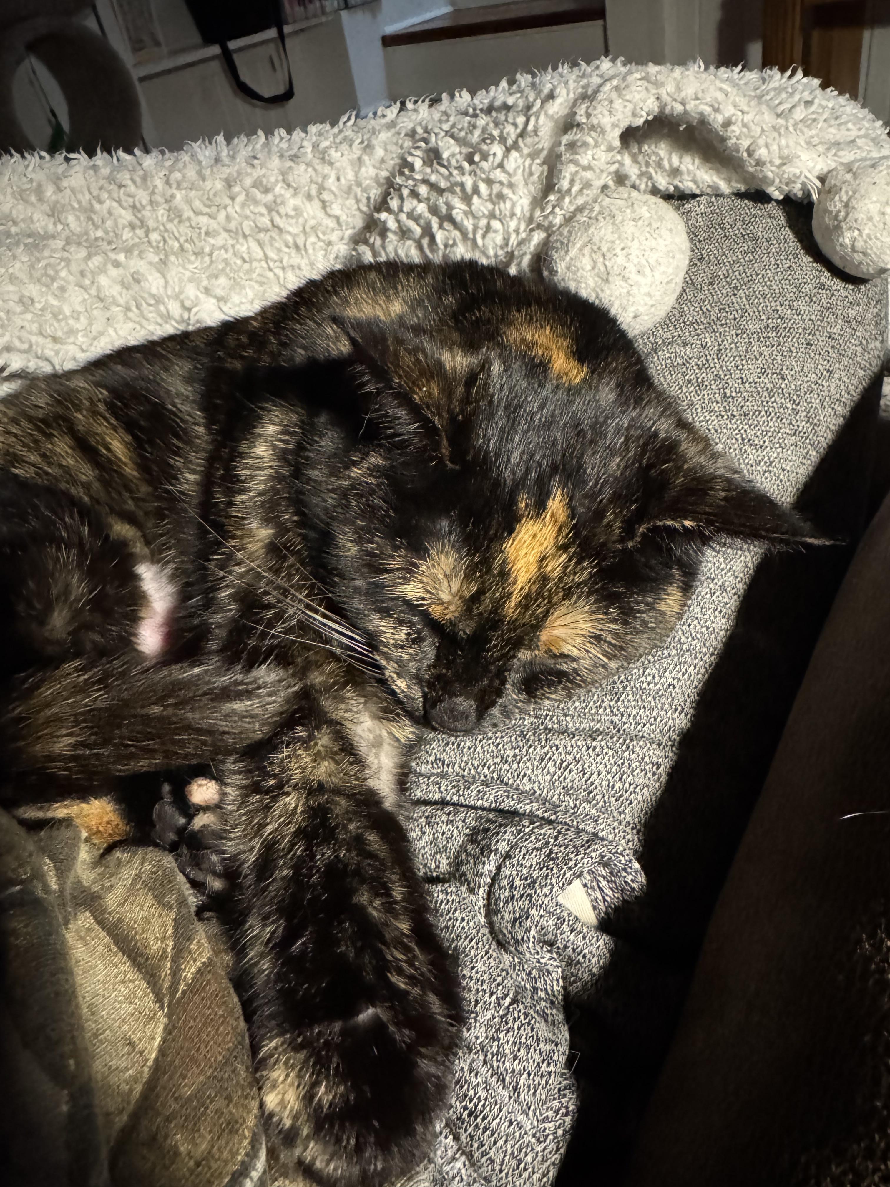 Enlarge Priscilla, a Adoptable Domestic Short Hair in Troy, MI image 4/6