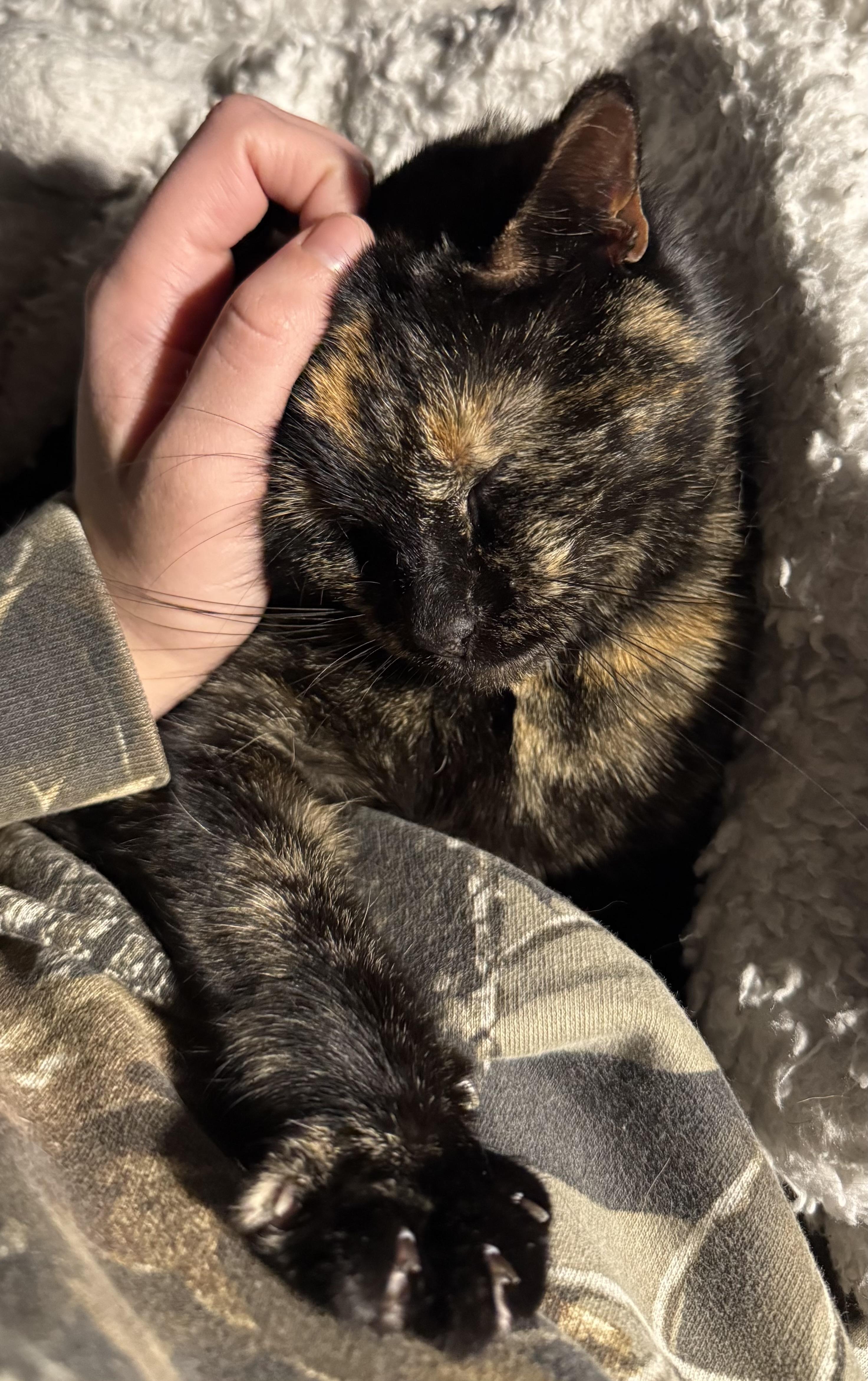 Enlarge Priscilla, a Adoptable Domestic Short Hair in Troy, MI image 6/6