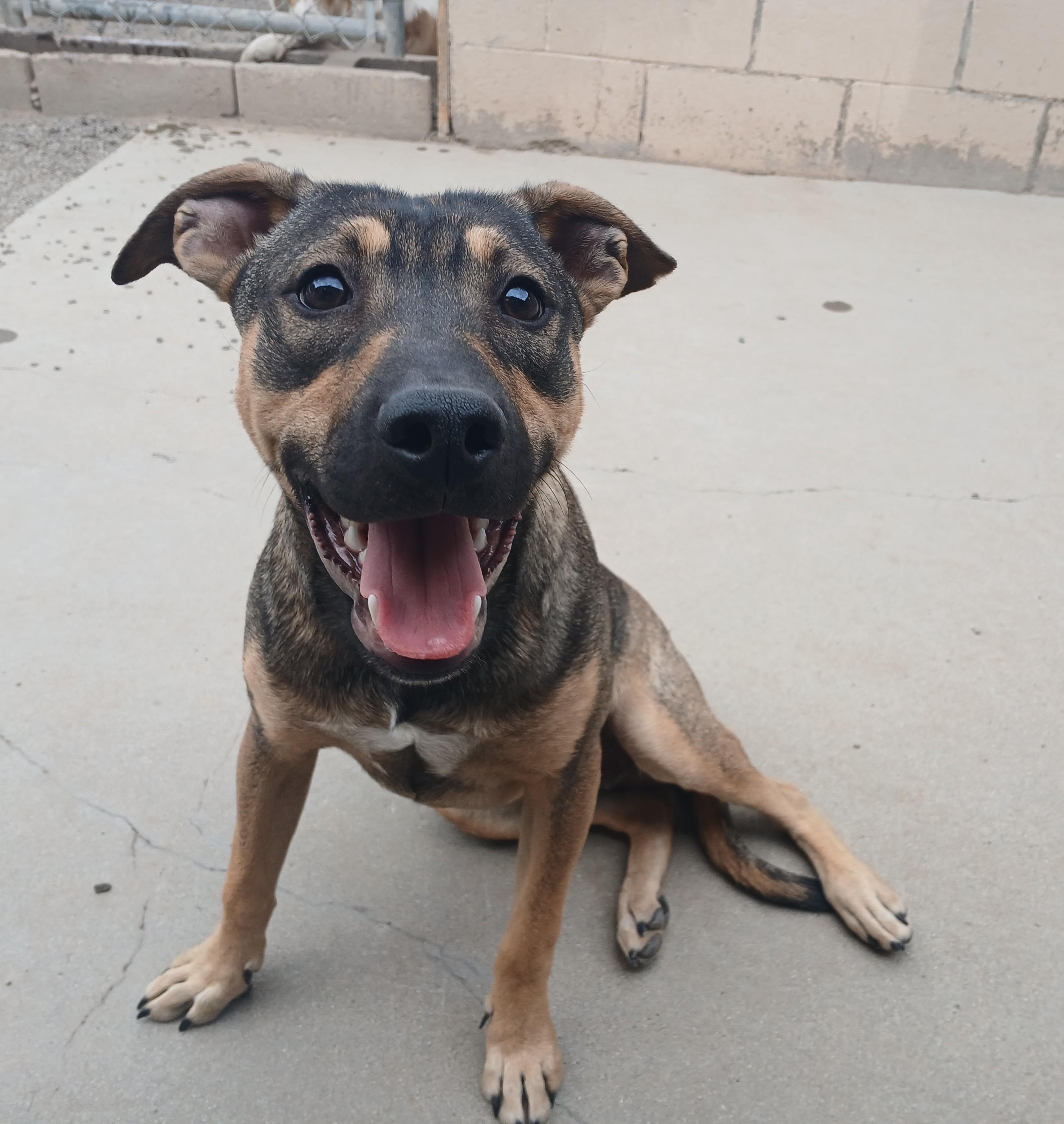 Willie, an adoptable Mixed Breed in Susanville, CA, 96130 | Photo Image 1