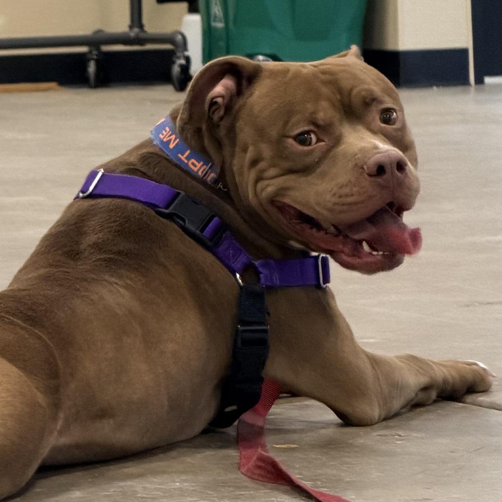 Arlo, Adoptable, Adult Male Pit Bull Terrier.