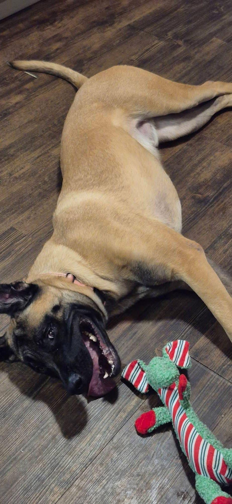 Fettuccini, Adoptable, Young Male Mastiff.