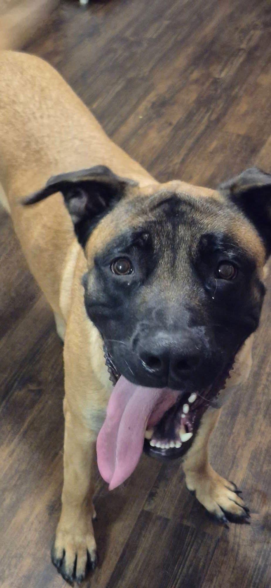 Fettuccini thumbnail 2