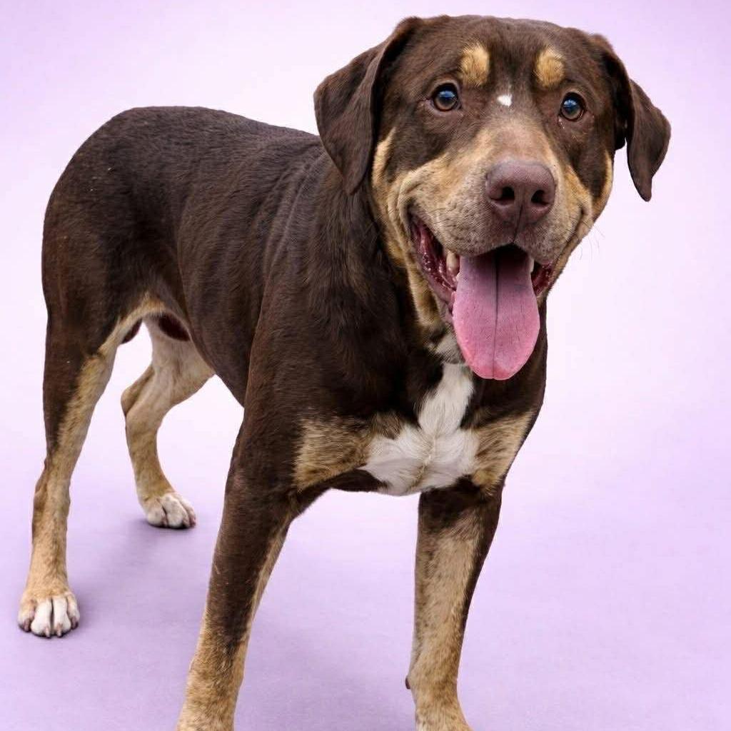 Enlarge Shamrock, a Adoptable mixed breed in Phoenix, MD image 1/4