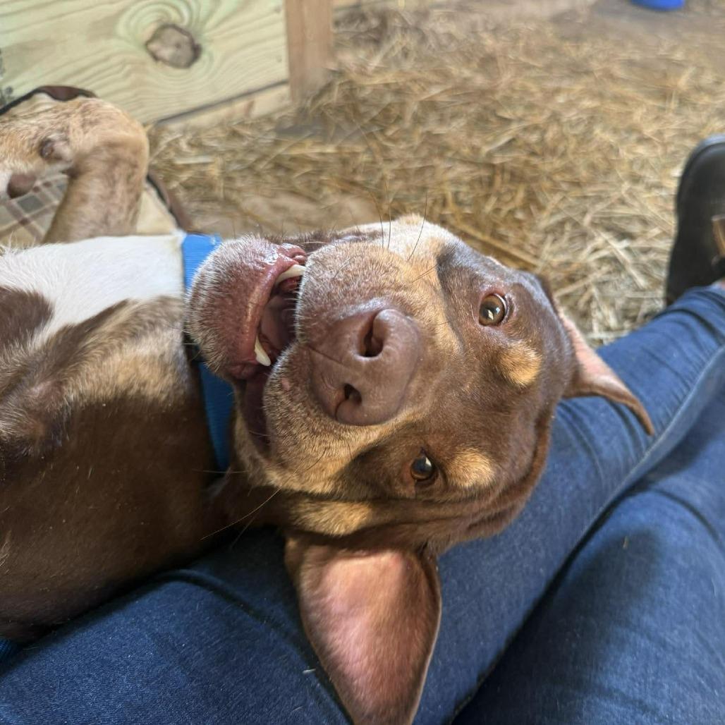 Enlarge Shamrock, a Adoptable mixed breed in Phoenix, MD image 2/4