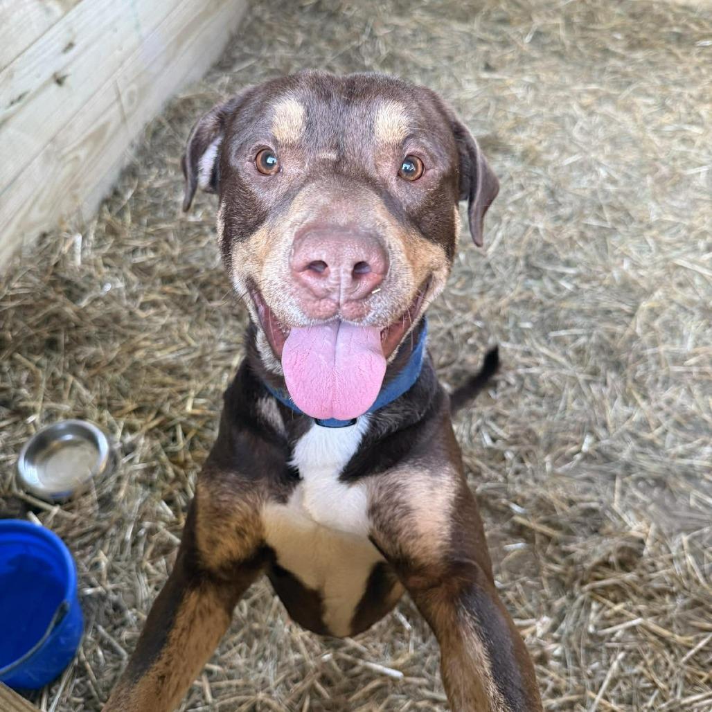 Enlarge Shamrock, a Adoptable mixed breed in Phoenix, MD image 3/4