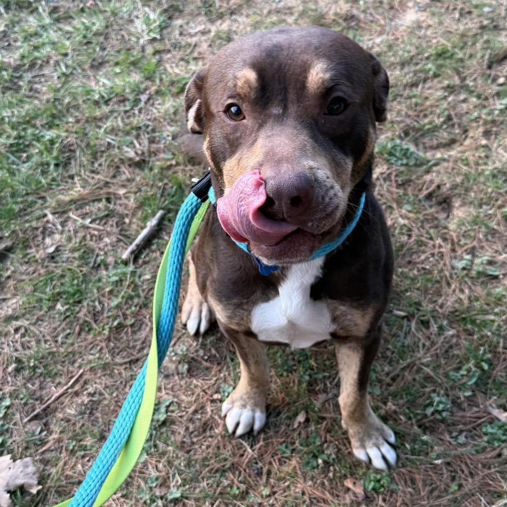 Enlarge Shamrock, a Adoptable mixed breed in Phoenix, MD image 4/4