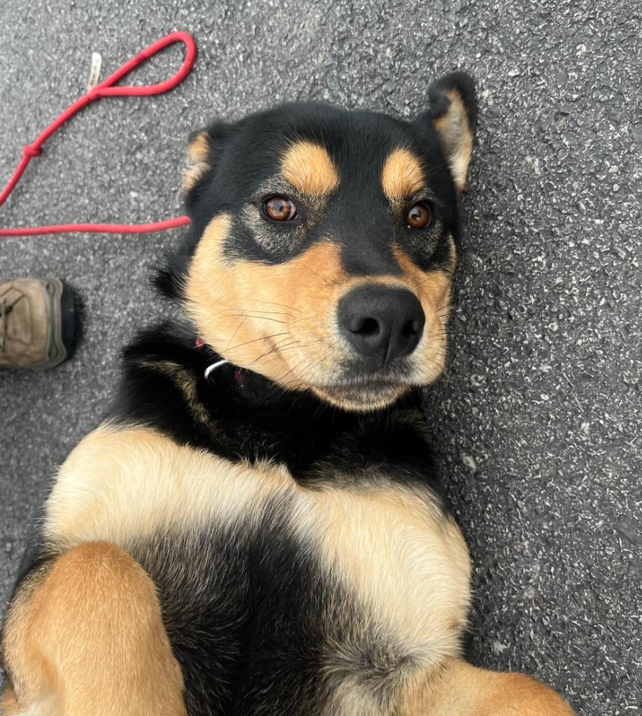 Kai, Adoptable, Adult Male Rottweiler & Mixed Breed.