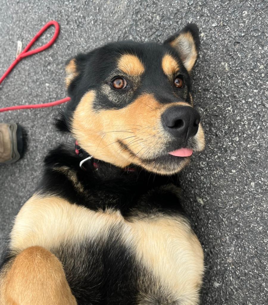 Enlarge Kai, a Adoptable mixed breed in Fayetteville, AR image 2/6